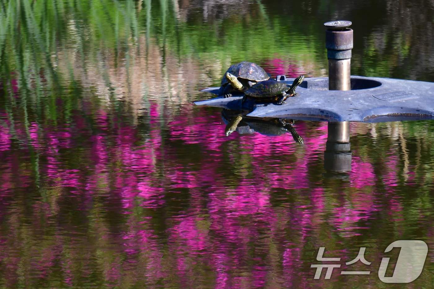 4월 마지막 날인 30일 오전 포스텍(포항공대) 내 작은 연못 분수대 위에서 청거북 두 마리가 햇볕을 쬐고 있다. 2025.4.30/뉴스1 ⓒ News1 최창호 기자