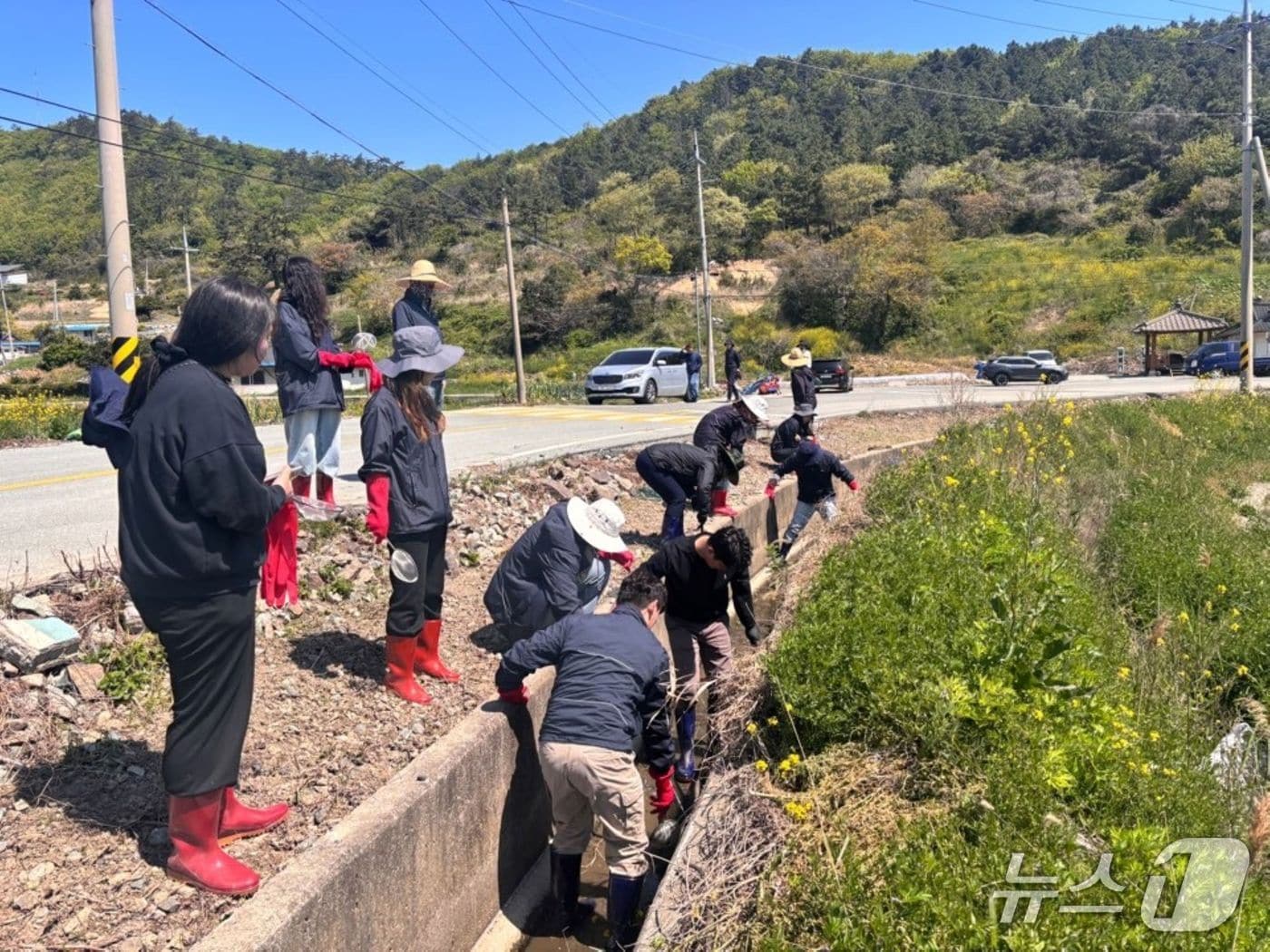 월동 왕우렁이 수거 모습.(전남도 제공. 재판매 및 DB금지) 2025.4.30/뉴스1