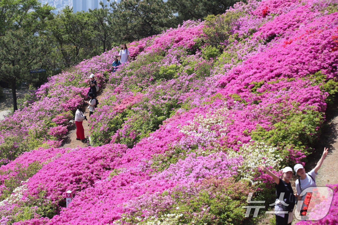 부산 부산진구 백양산 정상 애진봉 철쭉동산을 찾은 등산객들이 만개한 철쭉을 배경으로 사진을 찍고 있다.2025.4.30/뉴스1 ⓒ News1 윤일지 기자