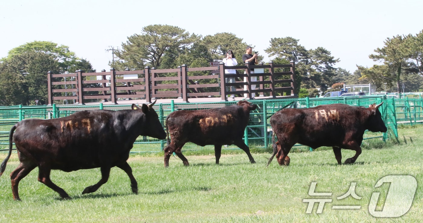 국가지정 천연기념물인 제주흑우가 지난달 30일 오후 제주마 방목지에 처음으로 방목되고 있다. 제주도 축산생명연구원은 이날부터 9월 말까지 이곳에서 흑우를 시범 방목한다. 2025.4.30/뉴스1 ⓒ News1 오현지 기자