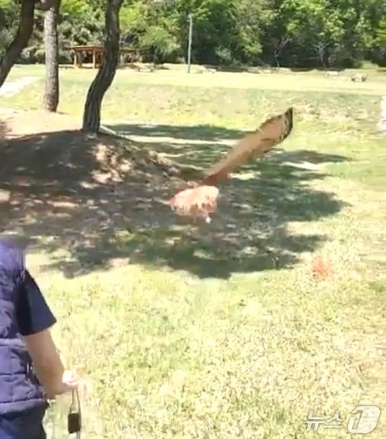 전북야생동물구조센터는 30일 익산 미륵산 인근에서 수리부엉이 방생 행사를 가졌다. 이날 방생된 수리부엉이는 지난 4월 15일 완주군 소양면에서 밭에 설치된 그물에 걸린 채 발견으며, 극진한 치료에 건강을 회복했다.(전북대학교 제공, 재판매 및 DB 금지)/뉴스1