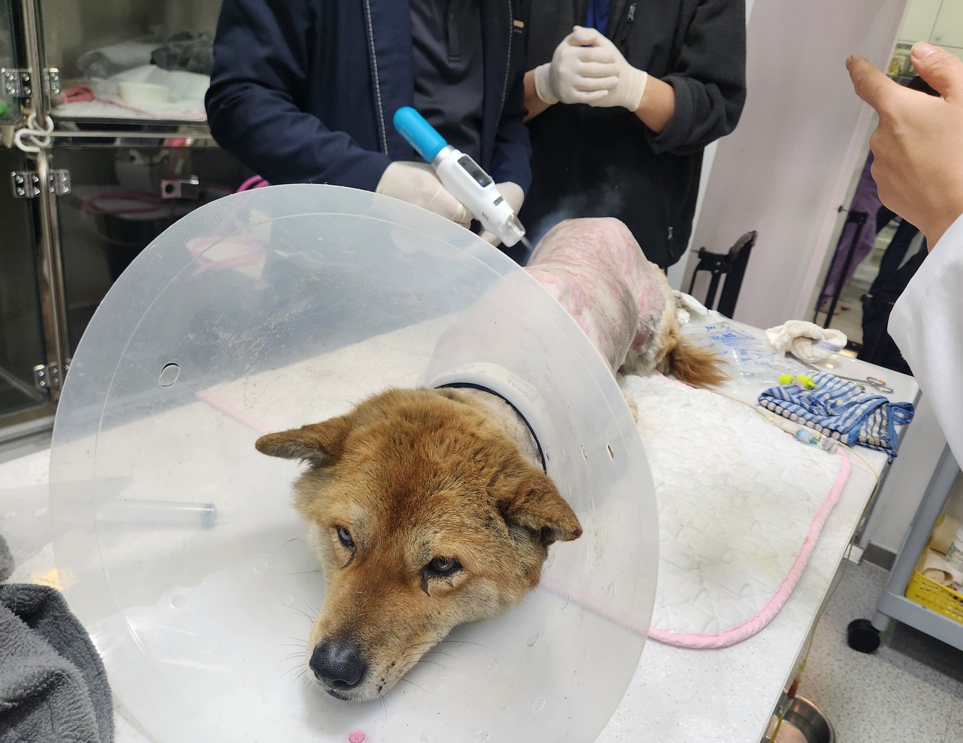 서울 중랑구 로얄동물메디컬센터에서 경북 산불 현장에서 화상을 입고 구조된 강아지에게 벳이즈를 적용해 치료하고 있다. ⓒ 뉴스1 한송아 기자