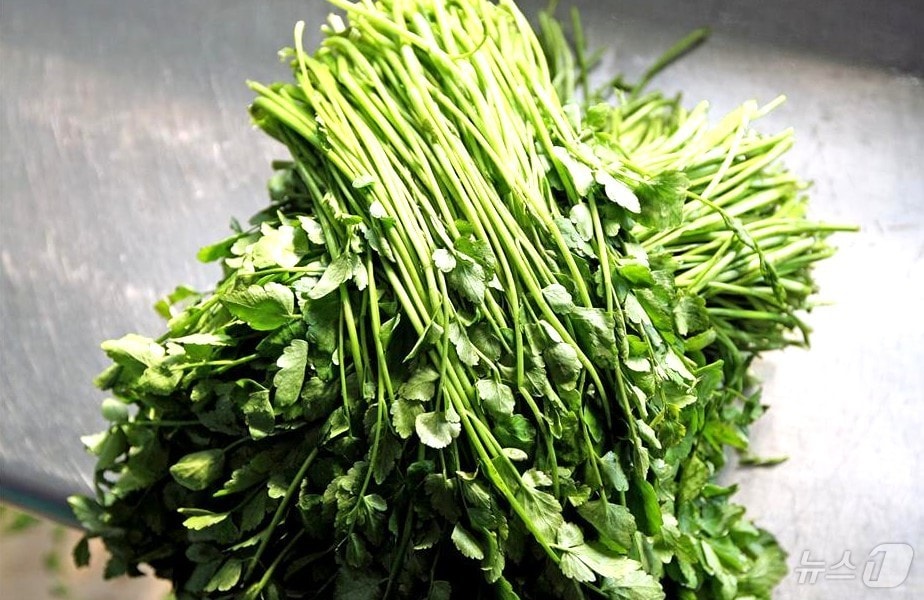 (재)전주농생명소재연구원은 인체적용시험을 통해 미나리 추출복합물의 숙취 해소 효과를 과학적으로 입증했. 사진은 전주 미나리(전주시 제공, 재판매 및 DB 금지)/뉴스1