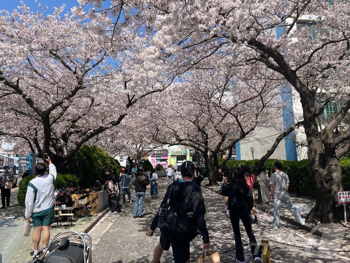 6일 오후 부산 수영구 남천동 삼익비치 아파트 인근에서 상춘객들이 벚꽃사진을 찍고 있다.2025.4.6/뉴스1 ⓒ News1 장광일 기자