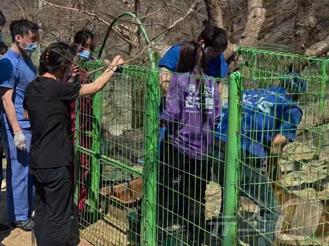 동물단체 활동가와 수의사들이 경북 안동에서 산불 피해를 입은 개들을 구조하고 치료하고 있다(한국수의임상피부학회 제공). ⓒ 뉴스1