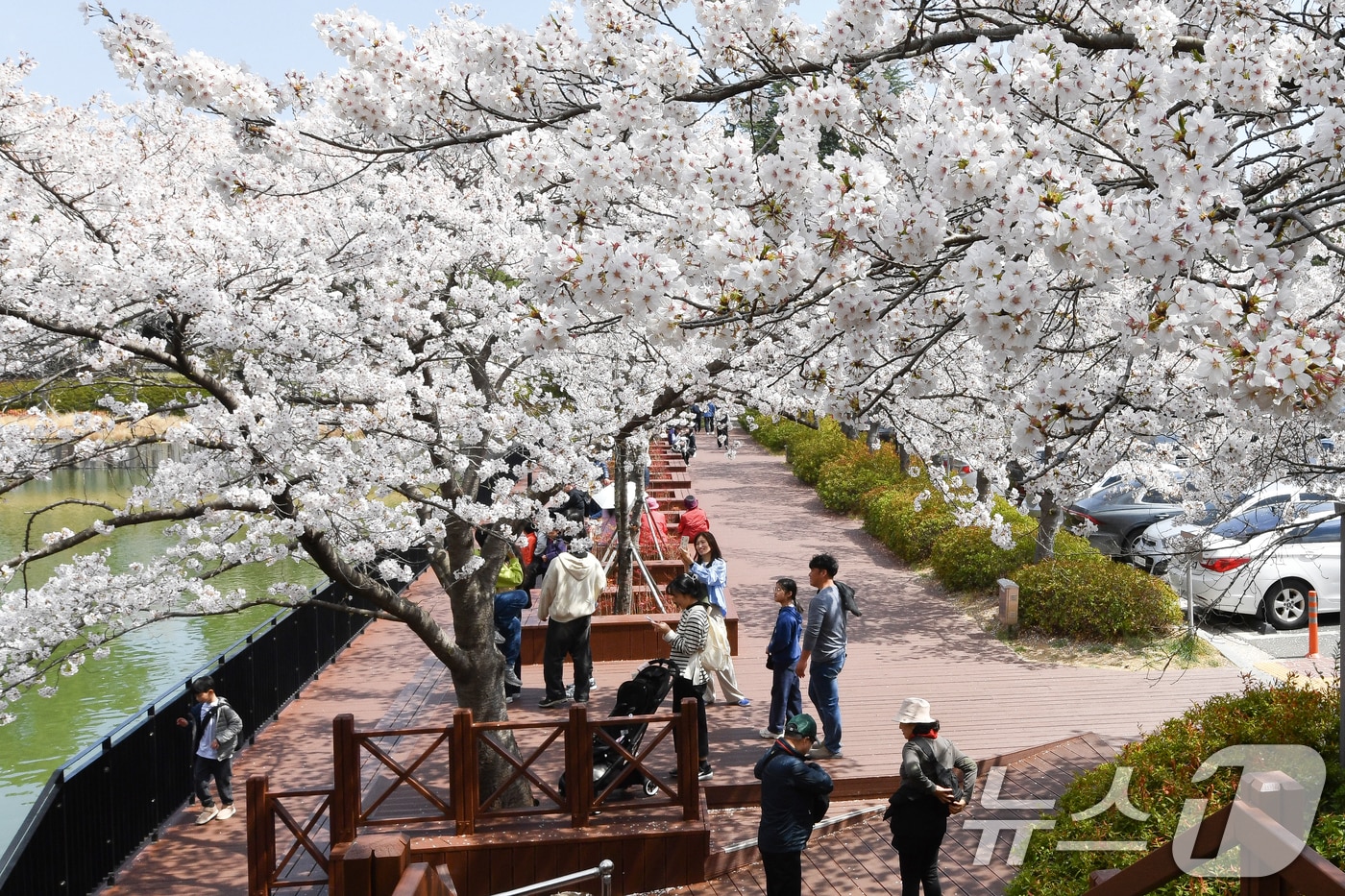 지난 6일 벚꽃이 활짝 핀 경북 포항시 남구 영일대 호수공원에서 시민들이 봄을 즐기고 있다. 2025.4.6/뉴스1 ⓒ News1 최창호 기자