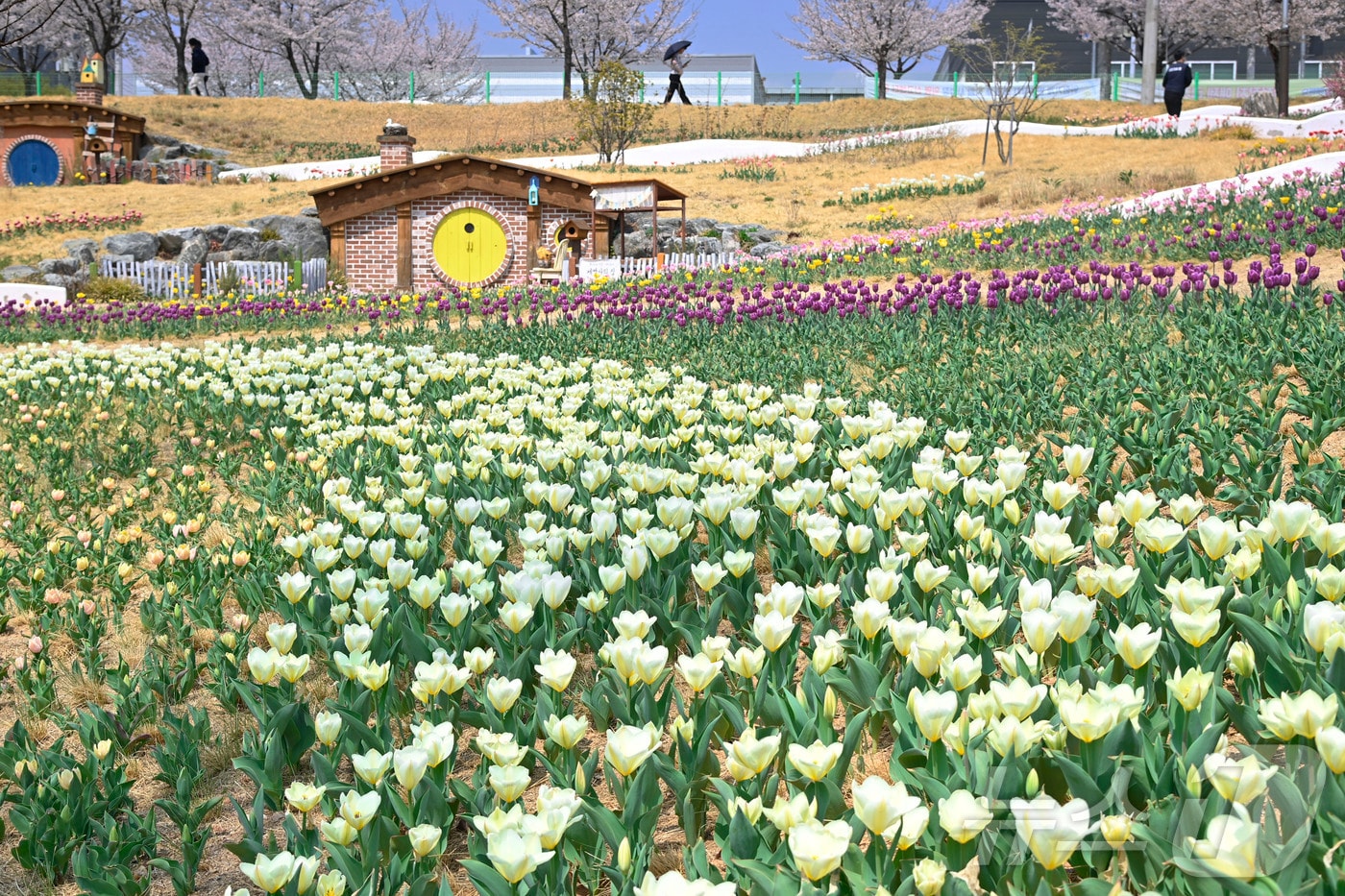 봄꽃인 튤립이 식재된 세천늪테마공원 (재판매 및 DB 금지)