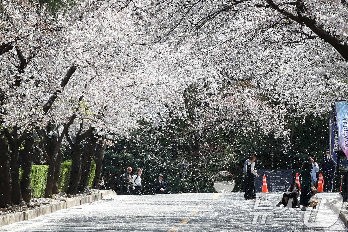 지난 6일 대구 달서구 테마파크 이월드 83타워 전망대로 향하는 진입로에 바람을 타고 벚꽃이 흩날리고 있다. 2025.4.6/뉴스1 ⓒ News1 공정식 기자