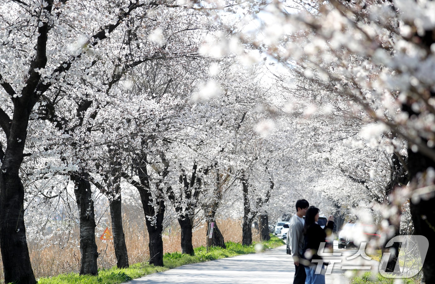 전북자치도 완주군 만경강변 벚꽃길을 찾은 상춘객들이 벚꽃 구경을 하고 있다. 2025.4.6/뉴스1 ⓒ News1 유경석 기자
