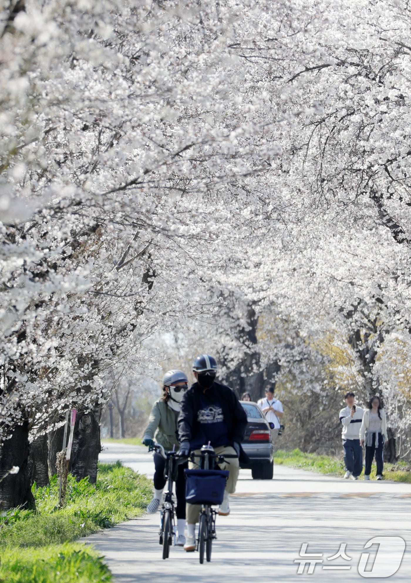 6일 전북자치도 완주군 만경강변 벚꽃길을 찾은 상춘객들이 벚꽃 구경을 하고 있다. 2025.4.6/뉴스1 ⓒ News1 유경석 기자