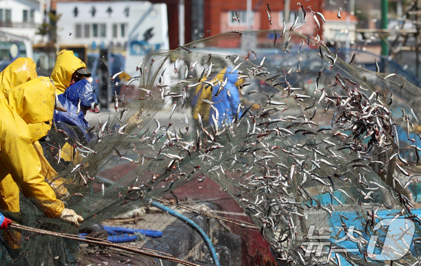 부산 기장군 대변항에서 어민들이 갓 잡은 봄 멸치를 그물에서 털어내고 있는 모습 ⓒ 뉴스1 윤일지 기자
