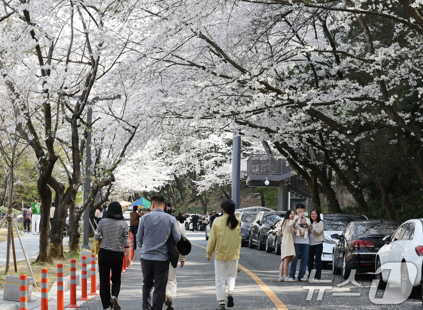 상춘객들이 만개한 벚꽃 사이에서 사진을 남기고 있다. (자료사진) ⓒ News1 박지현 기자