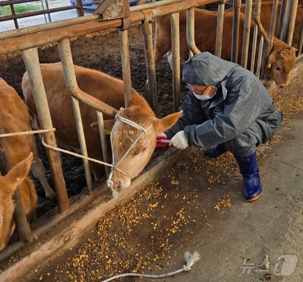 정읍시가 4개월령 이상 소 9만 7165마리에 대해 이달 말까지 럼피스킨 예방백신 접종을 실시한다.(정읍시 제공. 재판매 및 DB금지)
