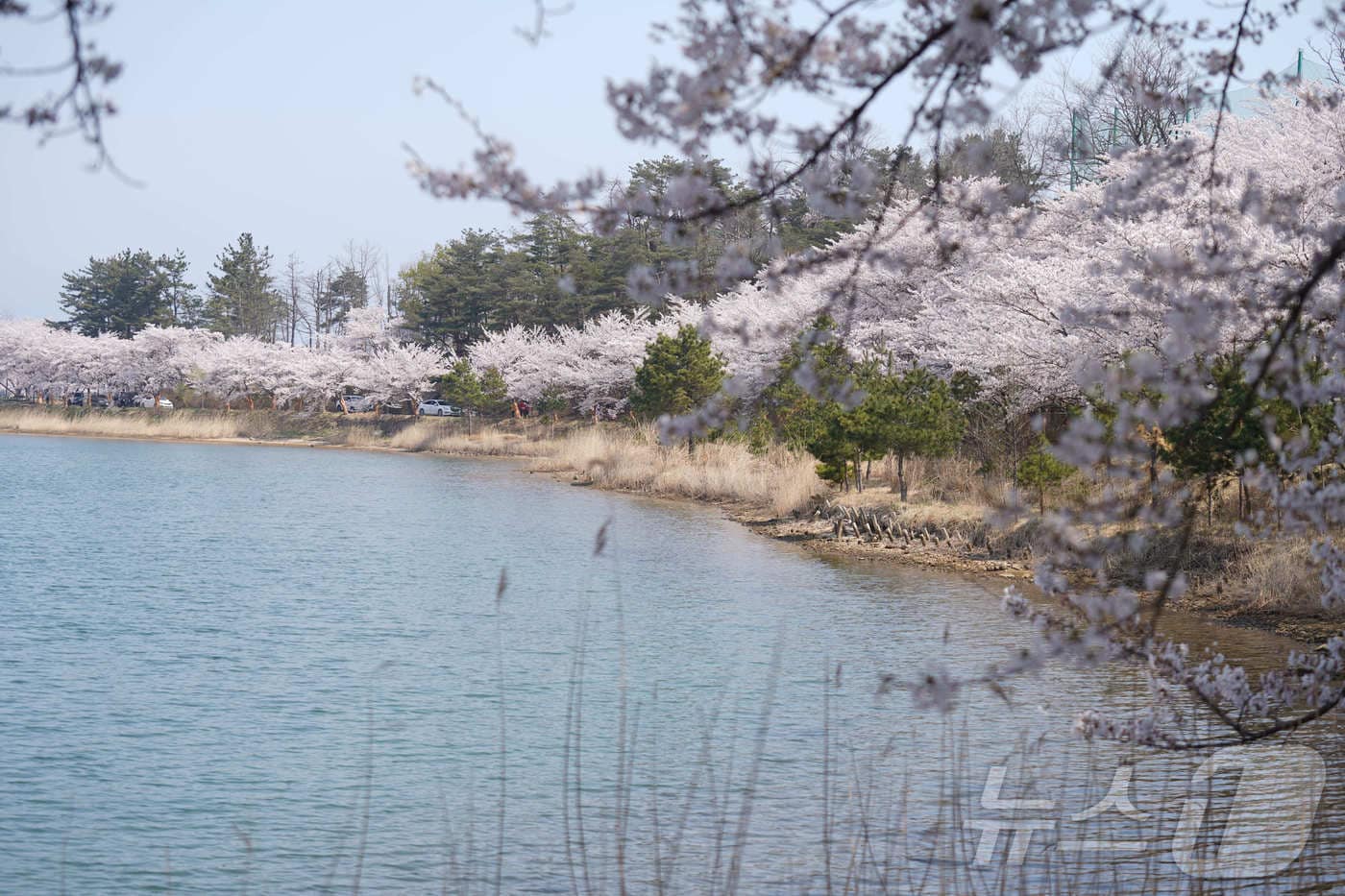 속초 영랑호에 핀 벚꽃.&#40;속초시 제공, 재판매 및 DB 금지&#41; 2025.4.8/뉴스1