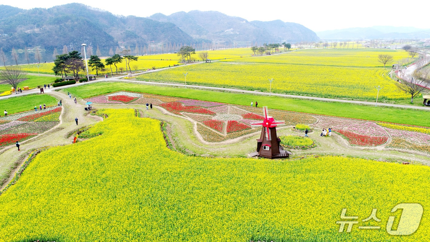 창녕낙동강유채축제(창녕군 제공. 재판매 및 DB금지).