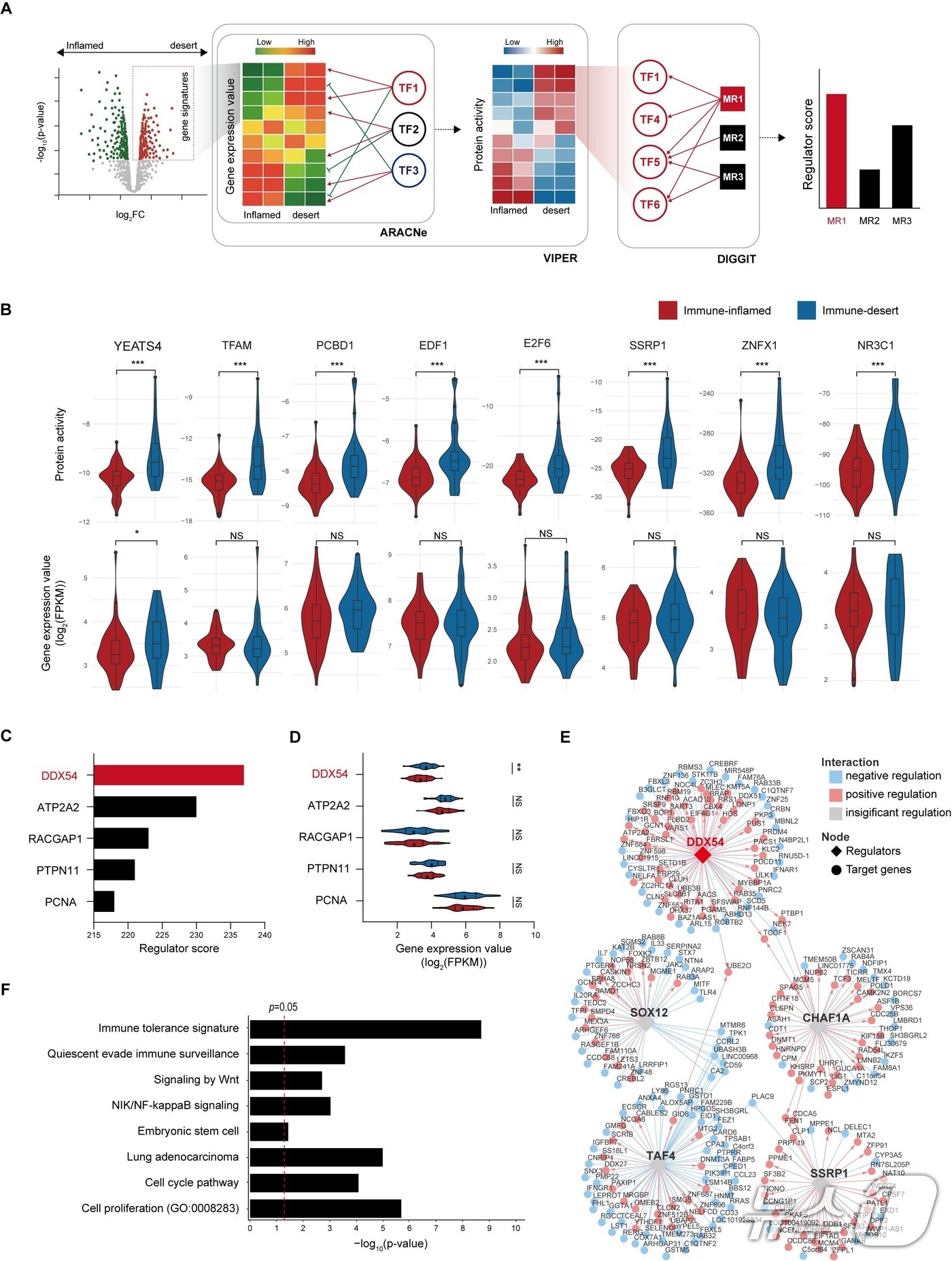 DDX54단백질 조절을 통해 항암치료효과를 높이는 면역항암치료방법 연구 개념도. (KAIST 제공. 재판매 및 DB금지) /뉴스1