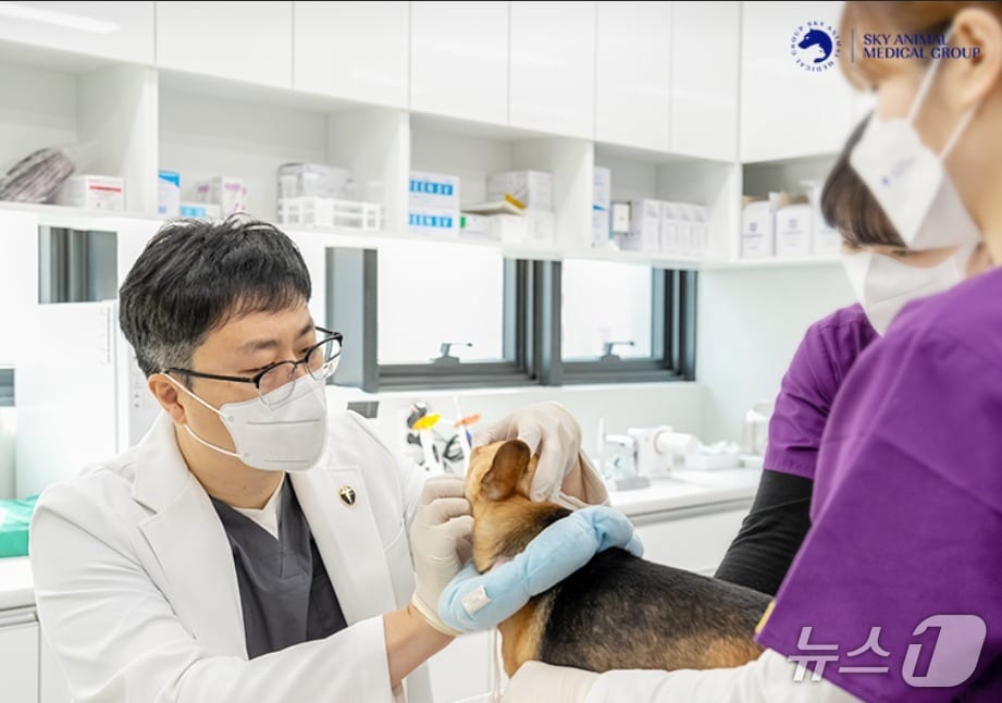 반려동물 구강 상태를 살펴보는 수의사(스카이동물메디컬센터 제공) ⓒ 뉴스1