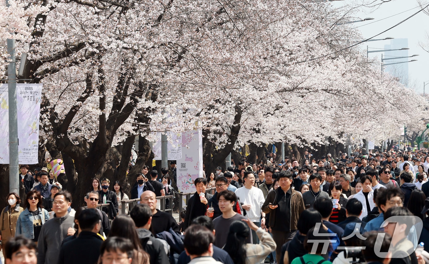 8일 서울 영등포구 여의도 윤중로에서 열리는 2025 여의도 봄꽃축제를 찾은 찾은 상춘객들이 벚꽃길을 걸으며 봄을 만끽하고 있다. 2025.4.8/뉴스1 ⓒ News1 김진환 기자