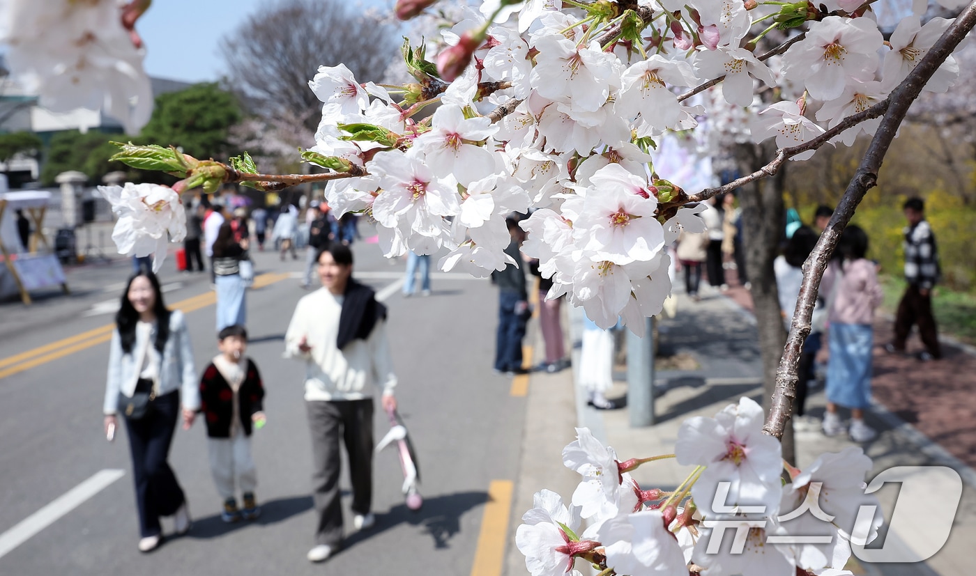 벚꽃(사진은 기사 내용과 무관함) / 뉴스1 ⓒ News1
