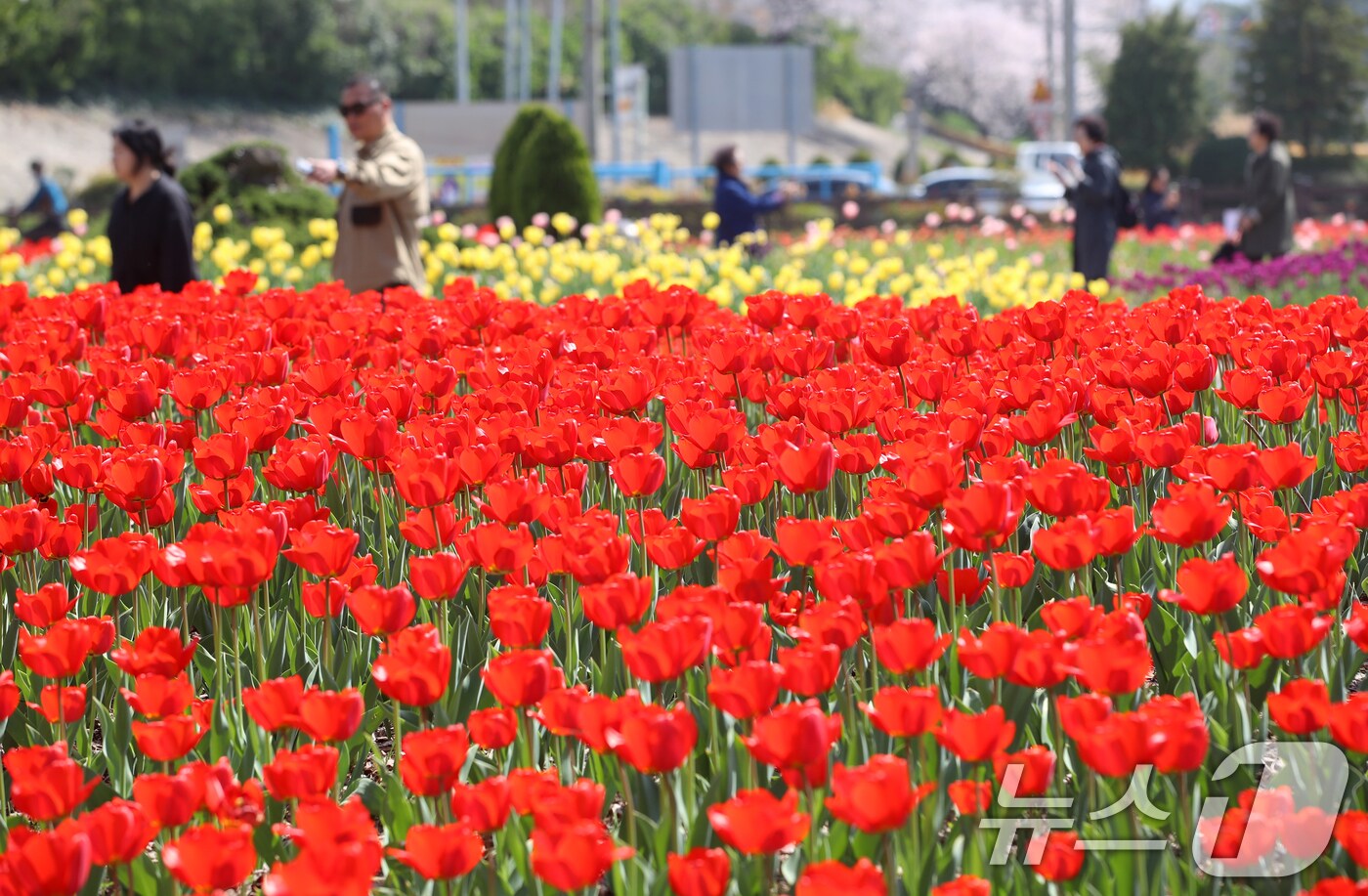 포근한 봄 날씨를 보인 8일 오후 부산 북구 화명생태공원을 찾은 시민들이 활짝 핀 튤립을 보며 즐거운 시간을 보내고 있다. 2025.4.8/뉴스1 ⓒ News1 윤일지 기자