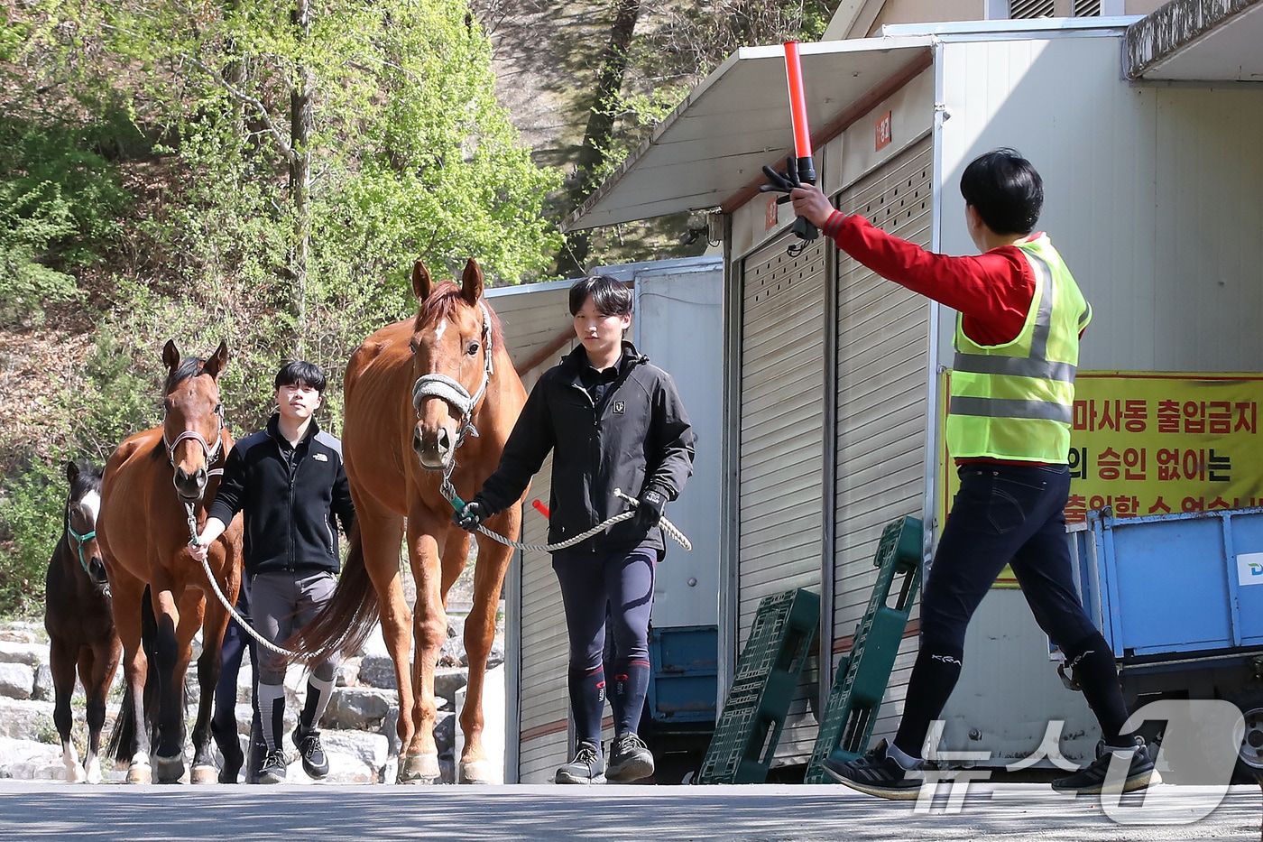 8일 오후 대구 달서구 대덕승마장에서 앞산 산불 상황을 가정해 실시된 마필 대피 훈련에서 교관과 마필관리원 등 승마장 관계자들이 마사동에서 휴식하던 말을 실외 마장으로 안전하게 대피시키고 있다. 2025.4.8/뉴스1 ⓒ News1 공정식 기자