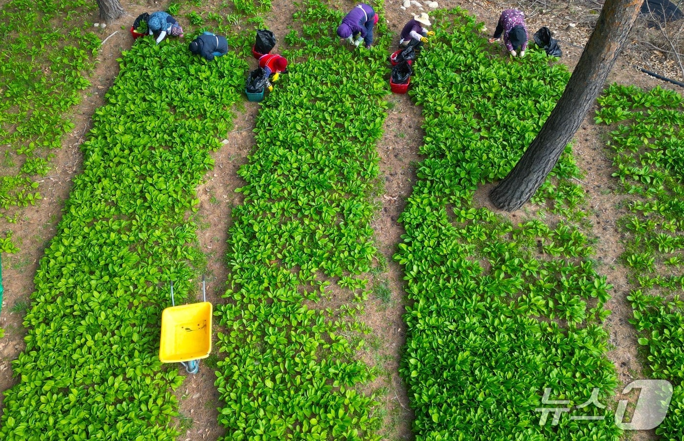 인제 명이.(인제군 제공. 재판매 및 DB금지)/뉴스1