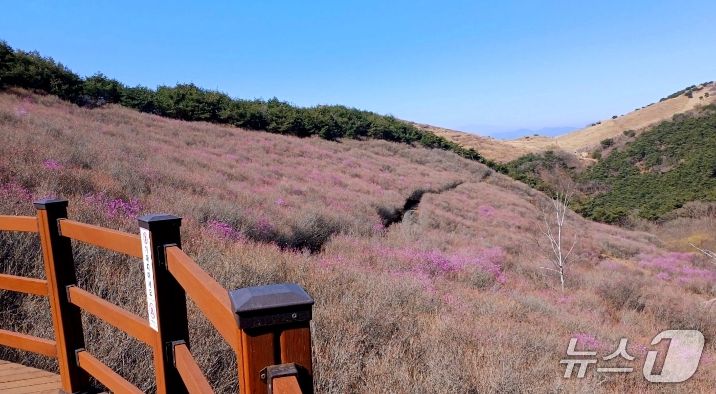 창녕군 화왕산 진달래(창녕군 제공. 재판매 및 DB금지).