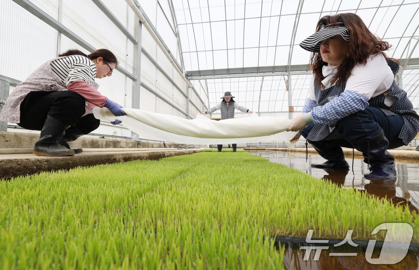 전북자치도 진안군이 벼 병해충 사전 방제를 위해 ‘육묘상자처리제’ 공급에 나섰다./뉴스1 ⓒ News1 김영운 기자