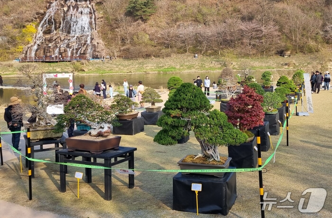 충북 진천군은 농다리 앞 잔디광장에서 오는 20일까지 야외 분재 전시회를 개최한다.(진천군 제공, 재판매 및 DB금지)/뉴스1