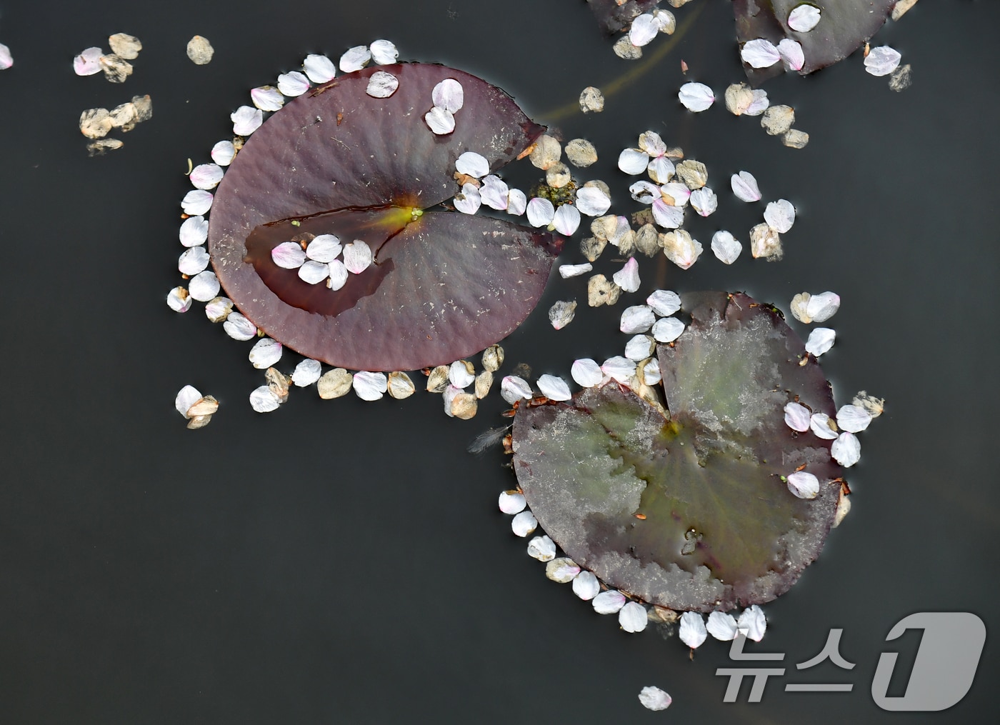 9일 경북 포항시 북구에 있는 한 연못에서 바람에 떨어진 벚꽃들이 수련잎 주변에 모여있다. 2025.4.9/뉴스1 ⓒ News1 최창호 기자