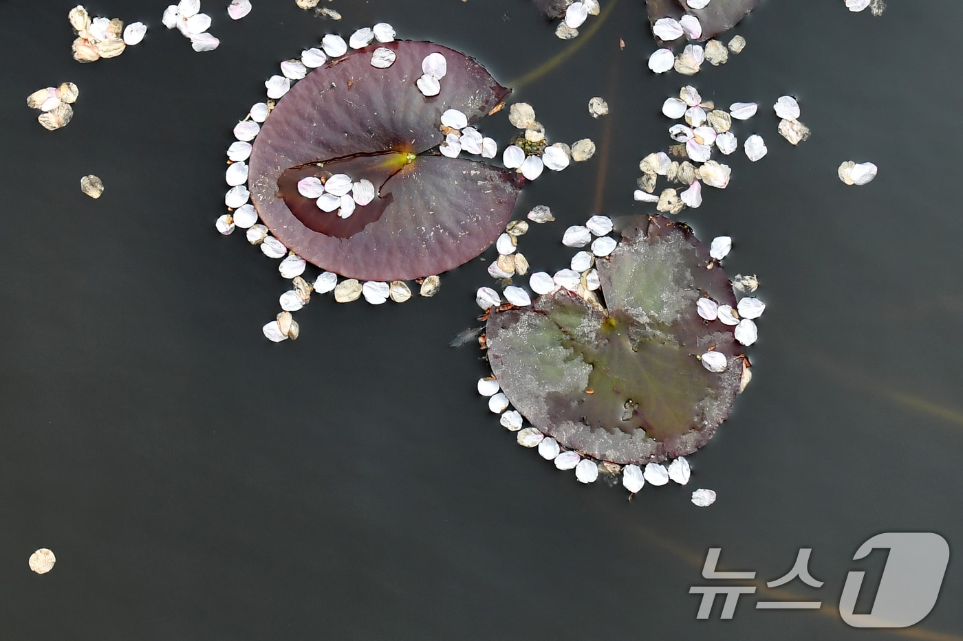 9일 경북 포항시 북구에 있는 한 연못에서 바람에 떨어진 벚꽃들이 수련잎 주변에 모여있다. 2025.4.9/뉴스1 ⓒ News1 최창호 기자