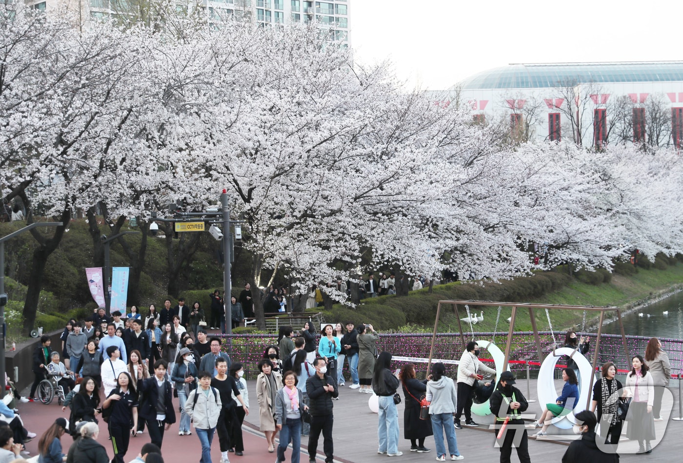 지난 8일 서울 송파구 석촌호수를 찾은 주민들이 활짝 핀 벚꽃 감상과 완연한 봄 날씨를 만끽하고 있다. (송파구 제공. 재판매 및 DB 금지) 2025.4.9/뉴스1