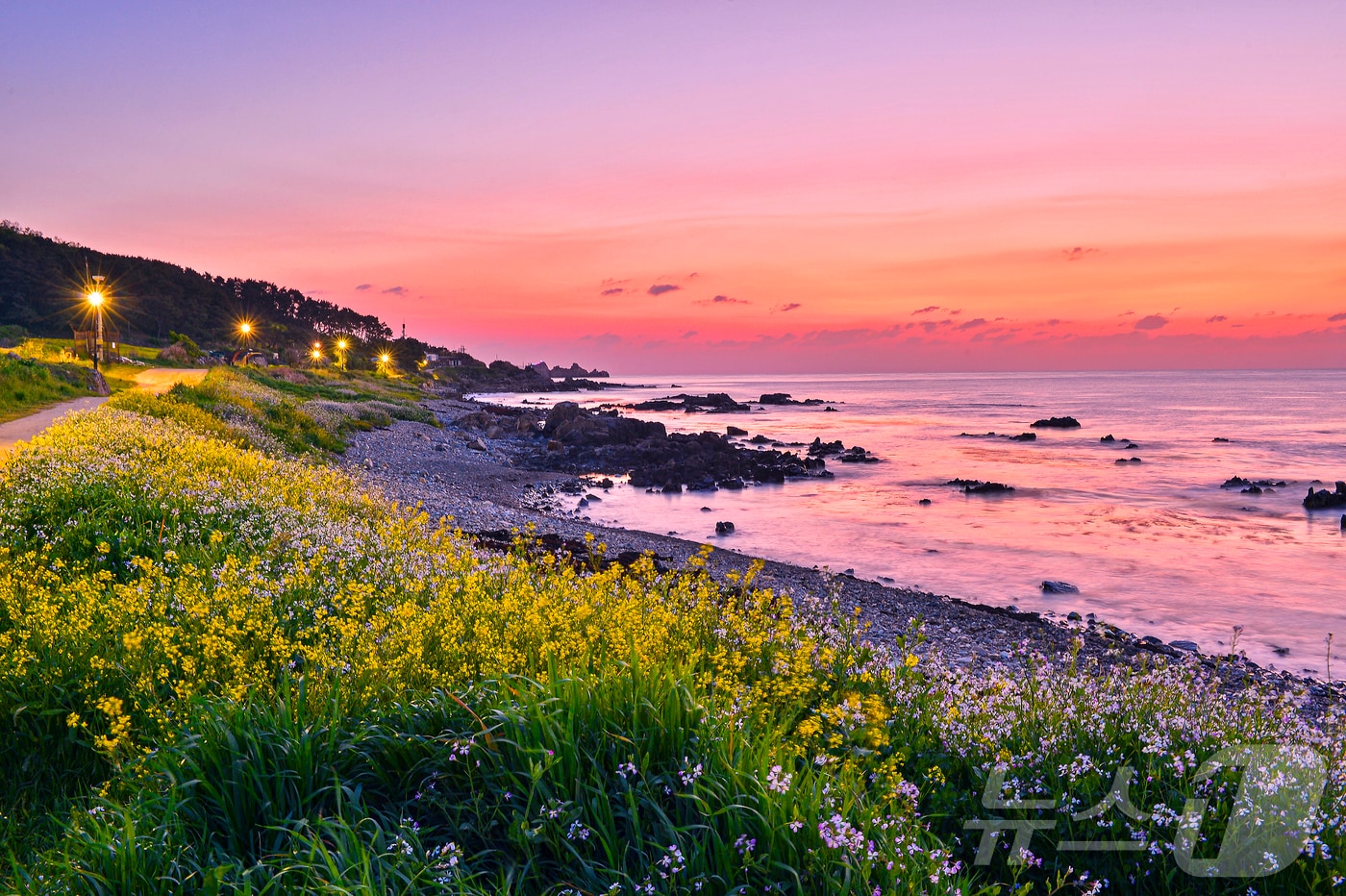 울산 동구가 오는 12일과 13일 양일간 2025슬도 유채찬란 페스티벌을 개최한다고 9일 밝혔다. 축제가 열리는 대왕암 해안둘레길 초화단지 6만9200㎡ 중 3만2000㎡가 노란 유채꽃으로 물든다.(울산동구청제공. 재판매 및 DB 금지) 2025.4.9/뉴스1 