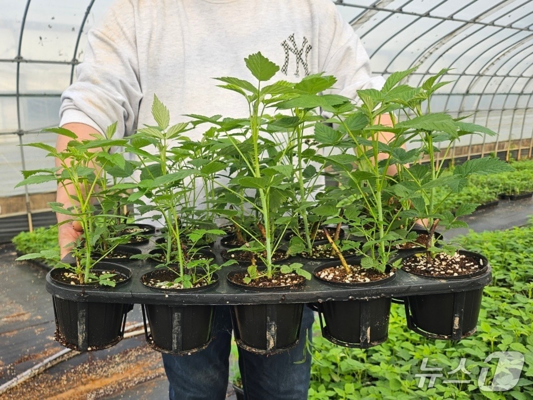   고창군이 자체생산한 복분자 건전묘를 지역 농가에 공급했다. 고창군이 자체 생한한 복분자 묘목(고창군 제공, 재판매 및 DB금지)