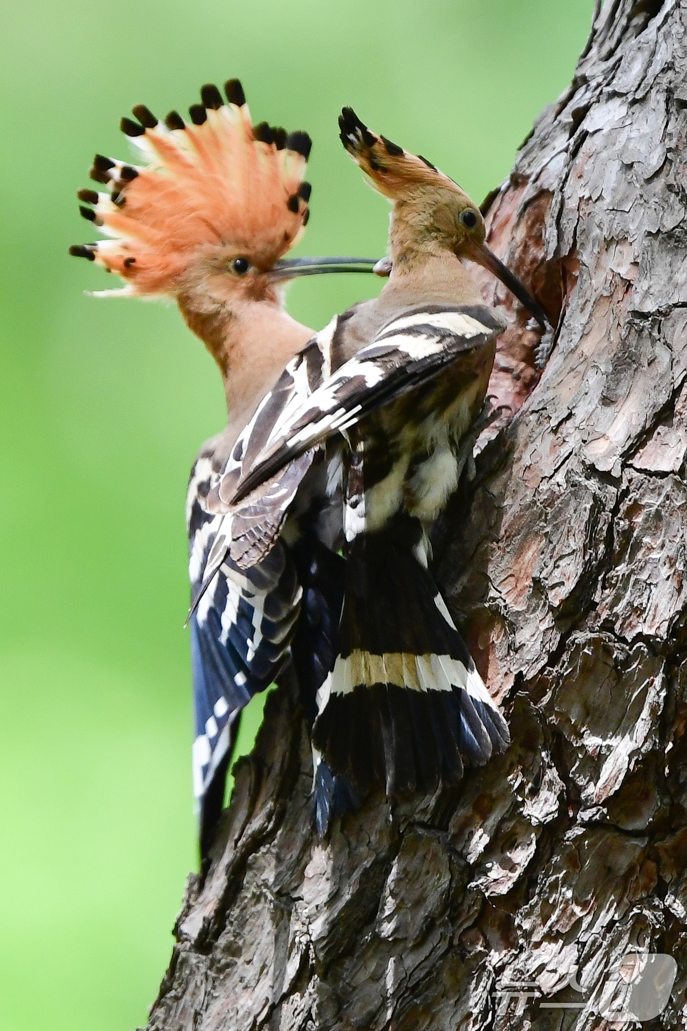 가정의 달 5월 첫 날인 1일 경북 경주시 황성공원 고목에 둥지를 튼 후투티 한쌍이 새끼들에게 먹잇감을 물어다 나르고 있다. 2025.5.1/뉴스1 ⓒ News1 최창호 기자