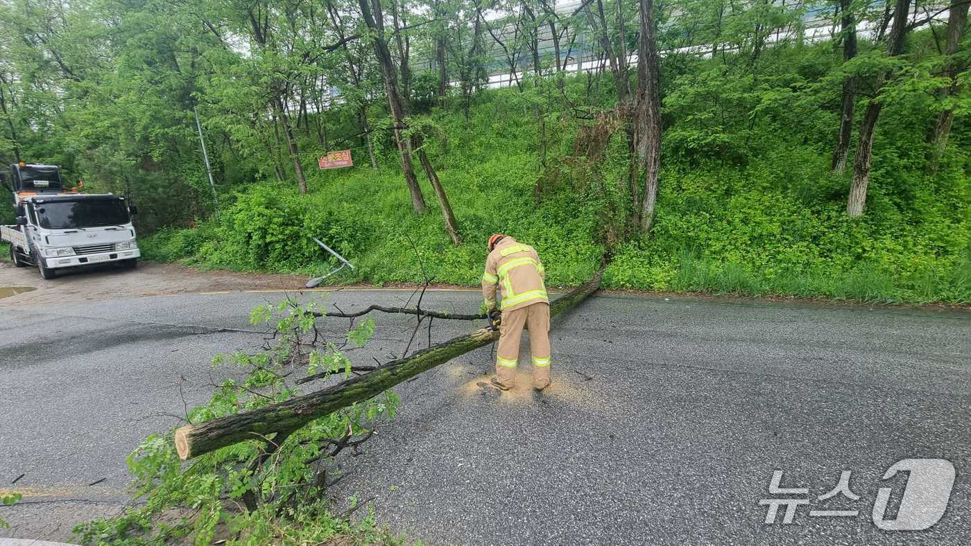원주 무실동에서 전도된 나무 안전 조치하는 소방당국.(강원도소방본부 제공, 재판매 및 DB금지)