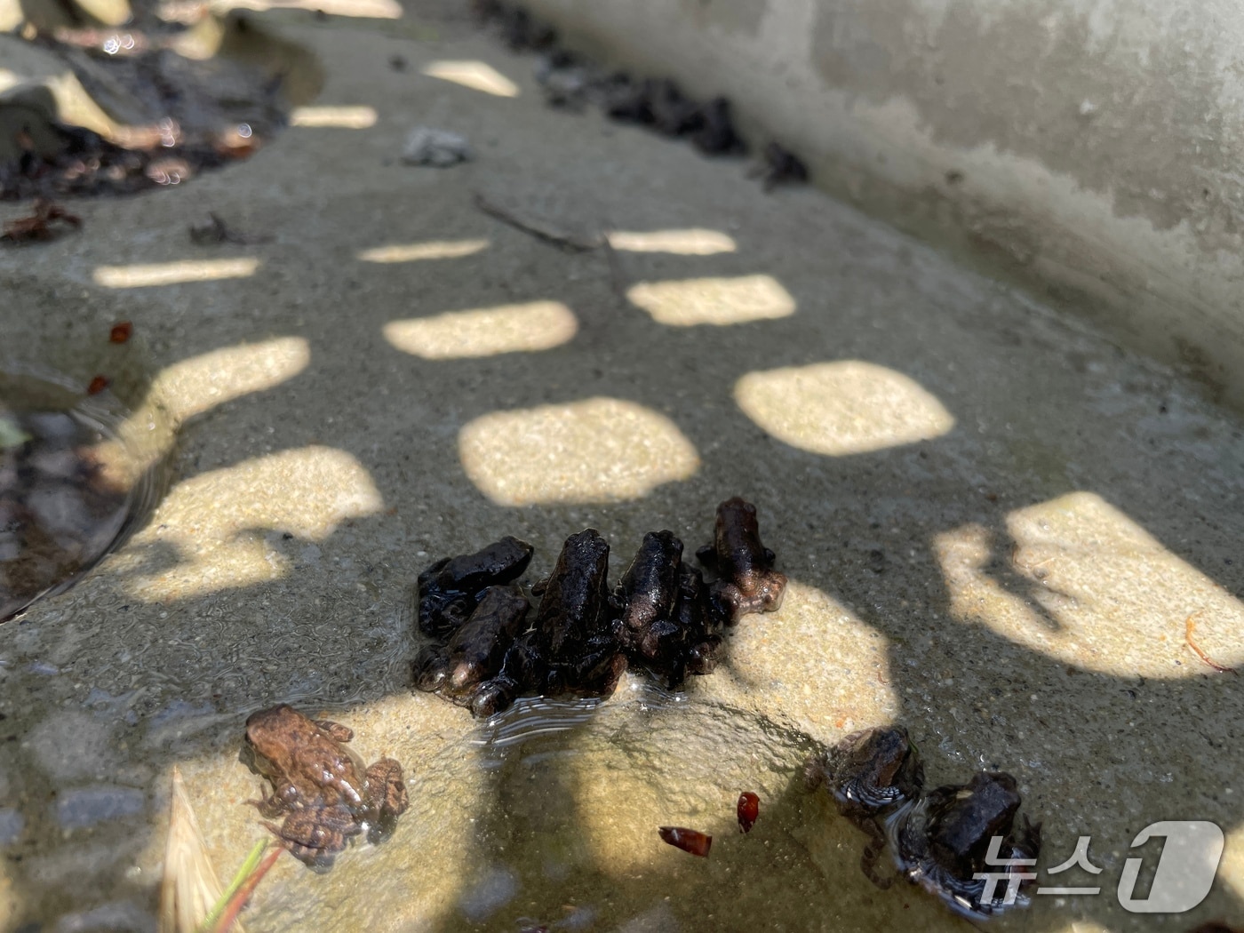 지난 9일 새끼 두꺼비들이 장현저류지에서 황방산으로 이동을 하고 있다. (중구 제공. 재판매 및 DB 금지) /뉴스1