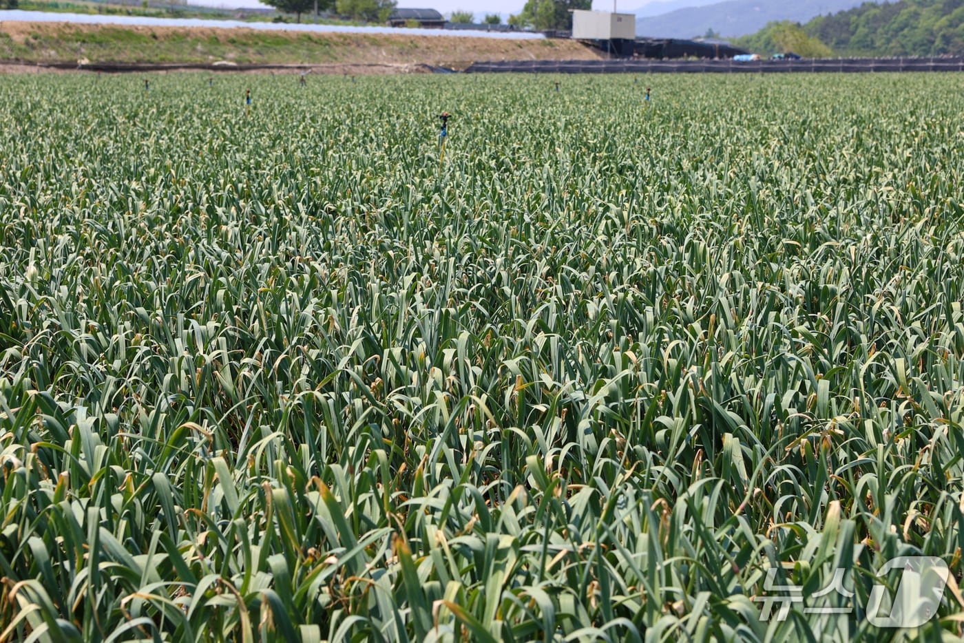 전북자치도 진안군이 고품질 마늘 생산 기반을 구축하기 위한 ‘원예작물 스마트기계화 신기술 시범사업’을 추진한다.(진안군제공. 재판매 및 DB금지)2025.5.12/뉴스1