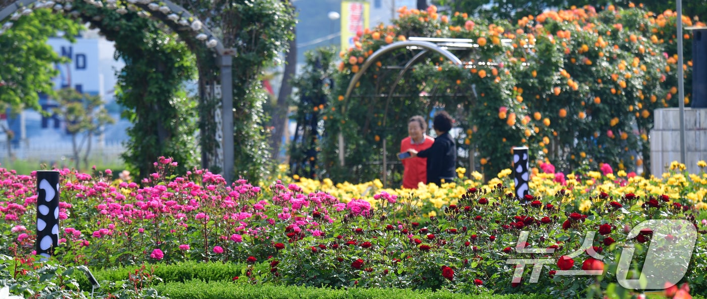 지난 13일 오전 경북 포항시 북구 영일대장미공원에 수만송이의 장미가 활짝 폈다. 2025.5.13/뉴스1 ⓒ News1 최창호 기자