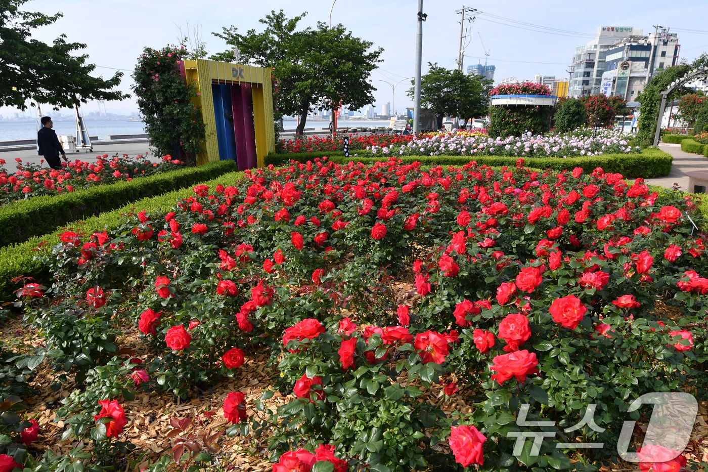 13일 오전 경북 포항시 북구 영일대장미공원에 장미가 활짝 폈다. 2025.5.13/뉴스1 ⓒ News1 최창호 기자