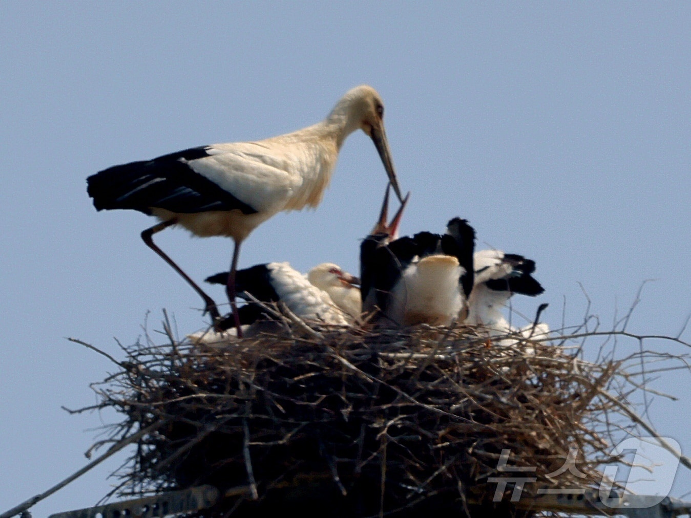 전남 나주 부덕동 고압 철탑 위에서 발견된 멸종위기 야생동물이자 천연기념물 황새의 모습. (광주환경운동연합 제공. 재판매 및 DB 금지)
