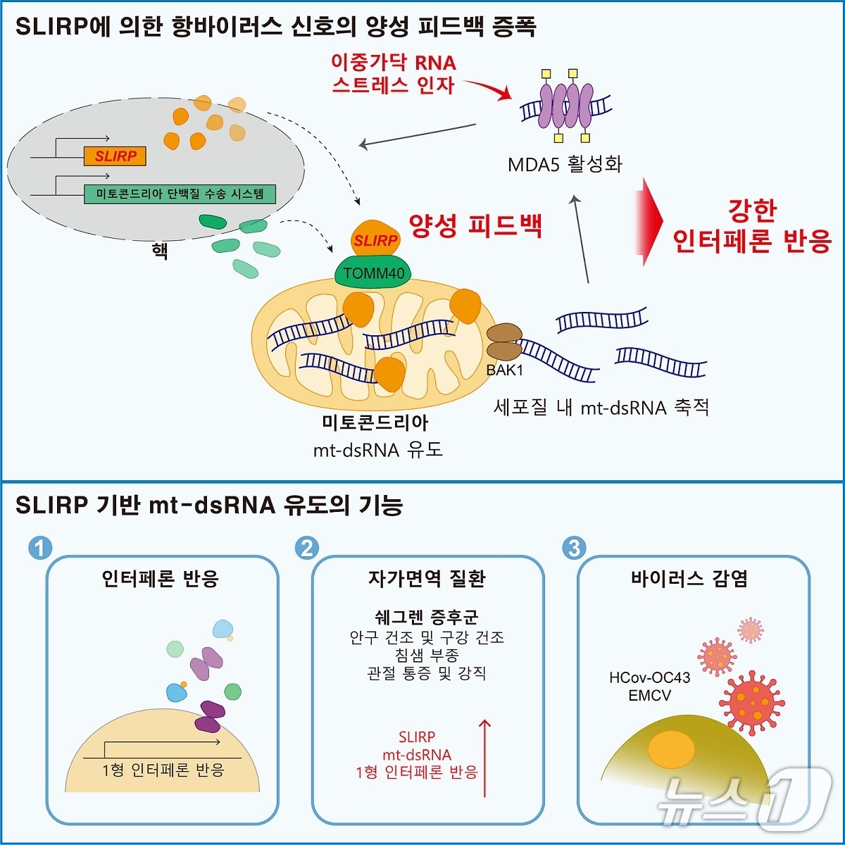 슬러프(SLIRP) 단백질에 의한 항바이러스 신호 증폭 모식도(KAIST 제공) /뉴스1