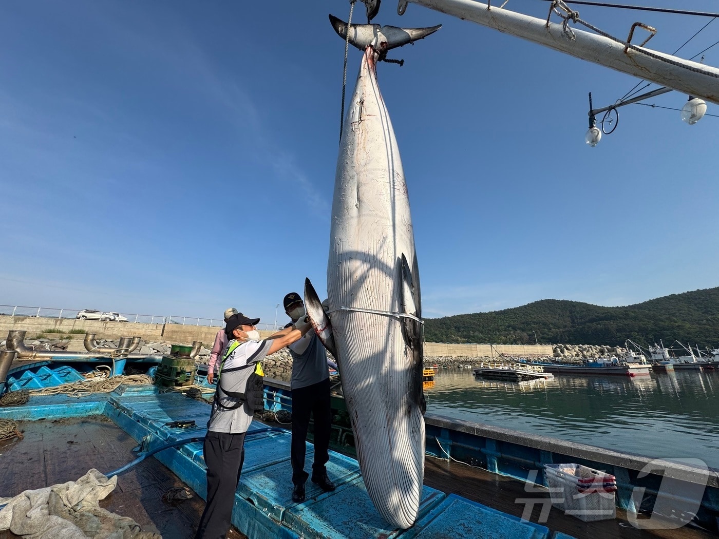 13일 오후 3시 15분쯤 전남 여수시 남면 해상 인근에서 밍크고래 사체 1마리가 발견돼 해경이 수습 작업을 하고 있다.(여수해경 제공. 재판매 및 DB 금지)