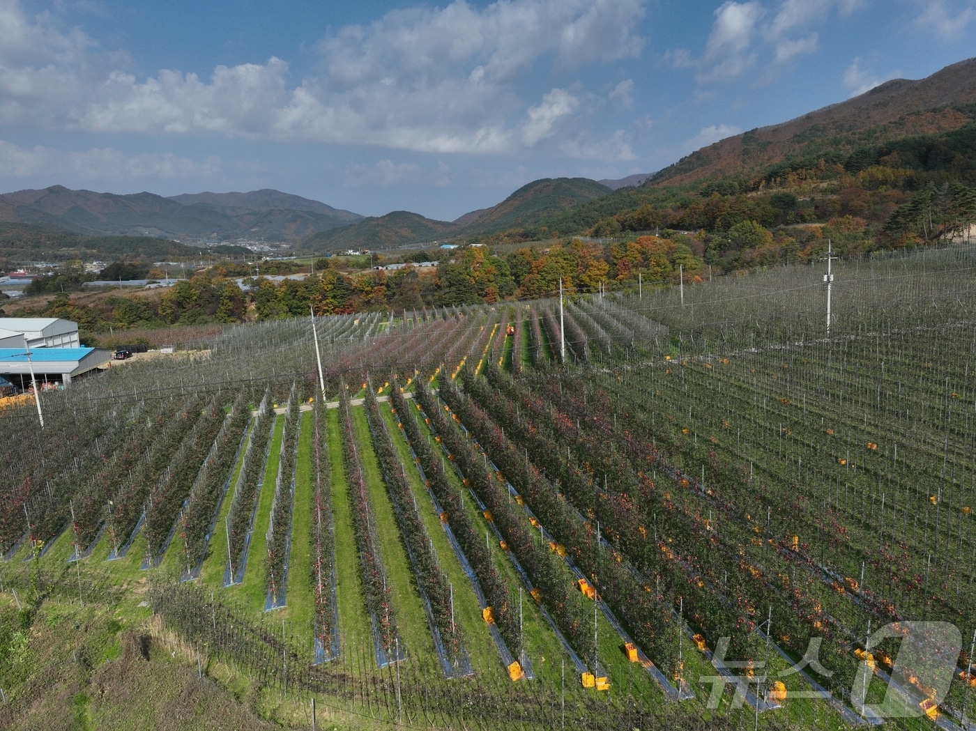 경북도는 14일 산불 피해를 입은 과수 농가를 대상으로 ‘과수고품질시설현대화사업’을 추진해 피해 과원을 미래형 과원으로 재조성한다고 밝혔다. ⓒ News1 김대벽기자
