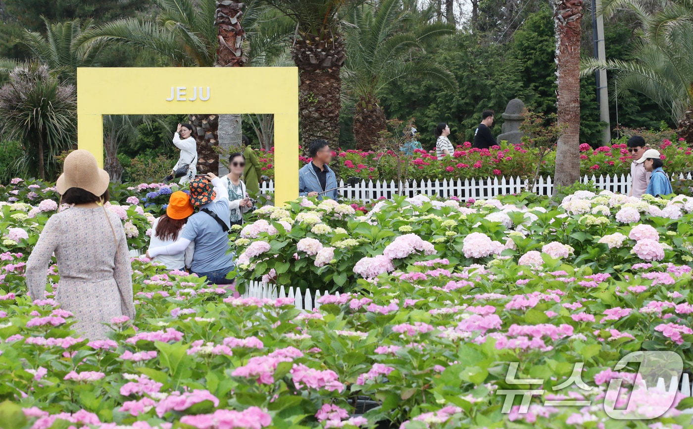 14일 오전 수국이 활짝 핀 제주 서귀포시 남원읍 휴애리자연생활공원에서 관광객들이 즐거운 시간을 보내고 있다. 2025.5.14/뉴스1 ⓒ News1 오현지 기자