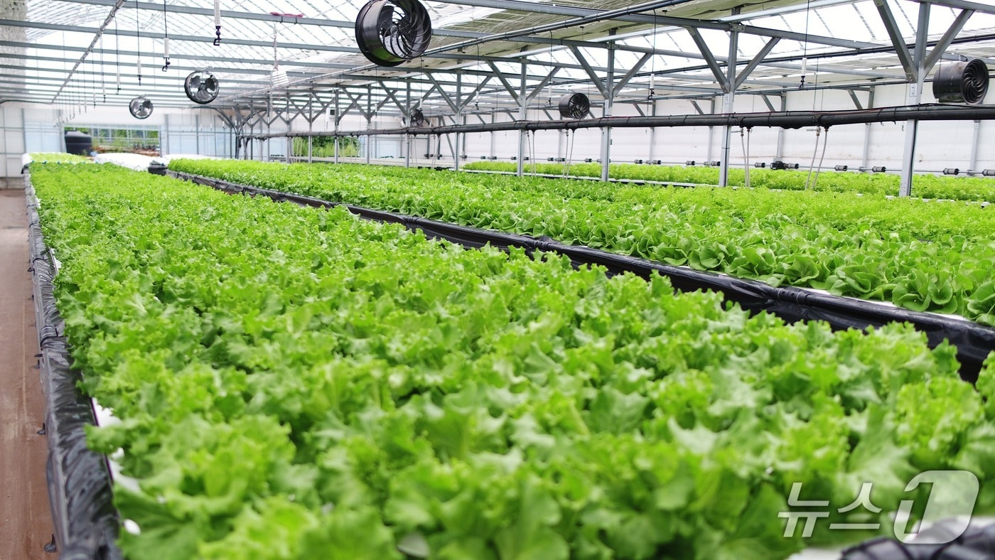 강릉시농업기술센터 간이형 엽채류 수경재배 실증.(강릉시 제공, 재판매 및 DB 금지) 2025.5.14/뉴스1