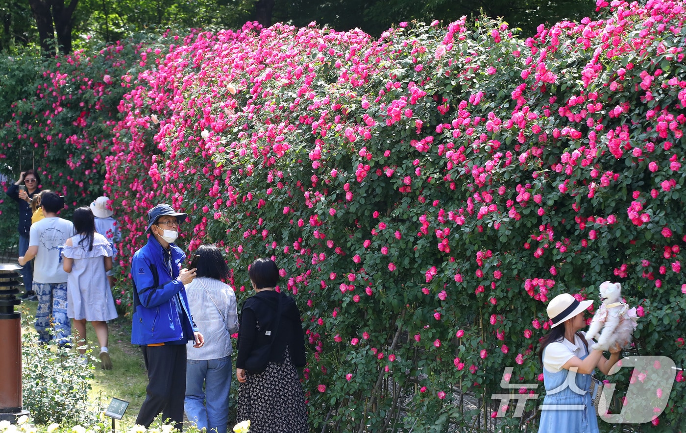 14일 오후 대구 달서구 이곡장미공원을 찾은 시민들이 초여름 더위 속에 형형색색 곱게 핀 장미를 감상하고 있다. 대구 달서문화재단은 오는 16~18일 이곳에서 1만4000여 송이 장미가 반기는 축제 '장미꽃 필(feel) 무렵'을 개최한다. 2025.5.14/뉴스1 ⓒ News1 공정식 기자
