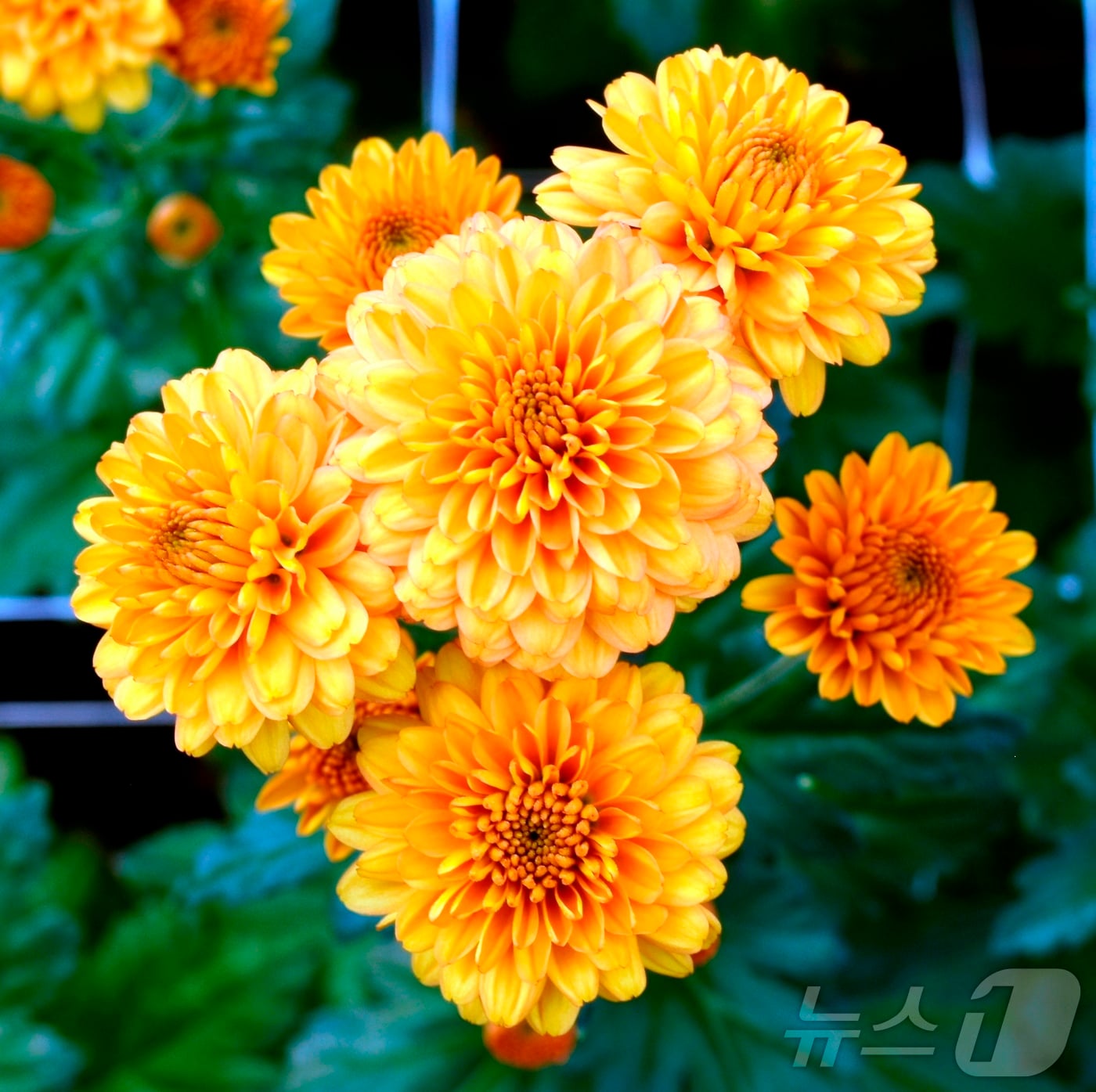 경북농업기술원이 자체 개발한 스프레이 국화 ‘옐로우볼엔디(Yellowball ND)’가 ‘2025 고양국제꽃박람회 화훼 신품종 콘테스트’에서 국립종자원장상을 수상했다 ⓒ News1 김대벽기자