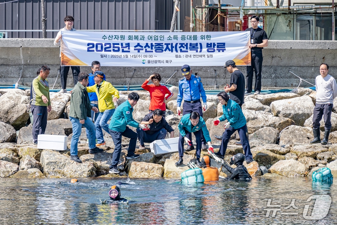 울산 북구가 14일 신명항을 비롯한 지역 8개 마을어장 351ha 해역에 전복종자 19만 마리를 방류했다고 밝혔다.(울산 북구 제공. 재판매 및 DB 금지) /뉴스1