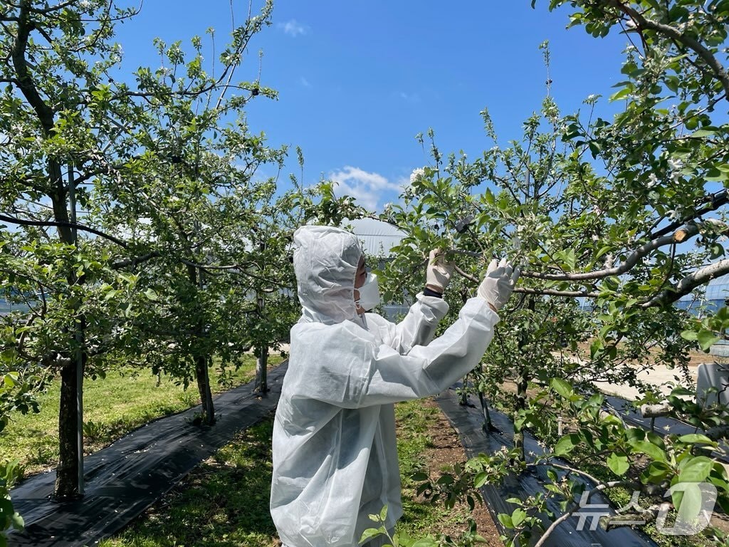 전북자치도 임실군이 과수화상병 유입 방지를 위해 사과‧배 재배 농가를 대상으로 정밀 예찰을 추진한다.(임실군제공. 재판매 및 DB금지)2025.5.15/뉴스1